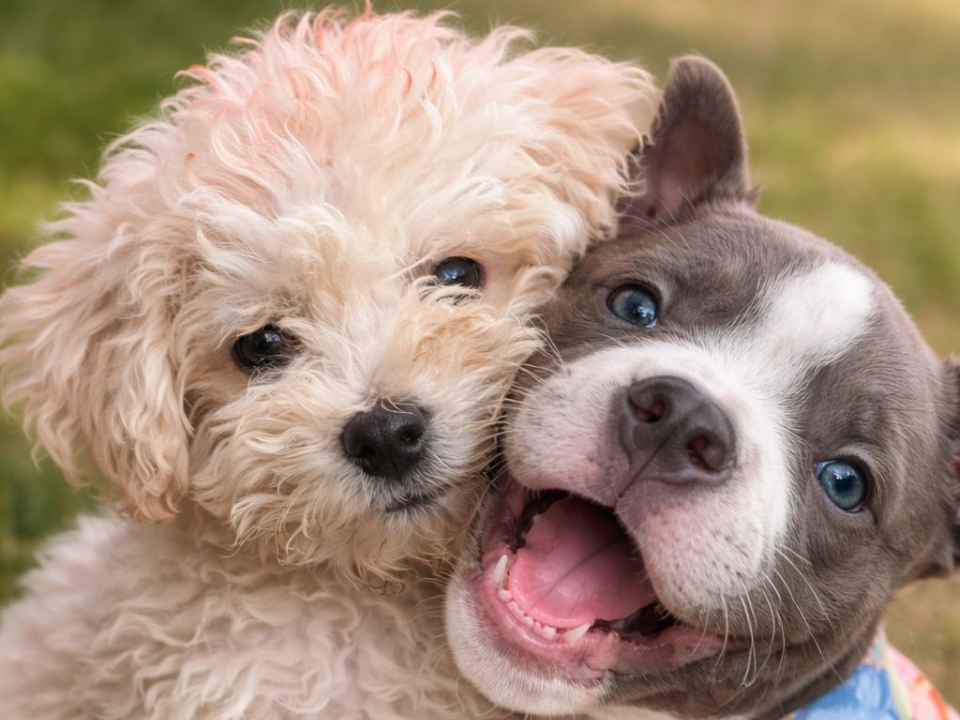 Amor Perruno