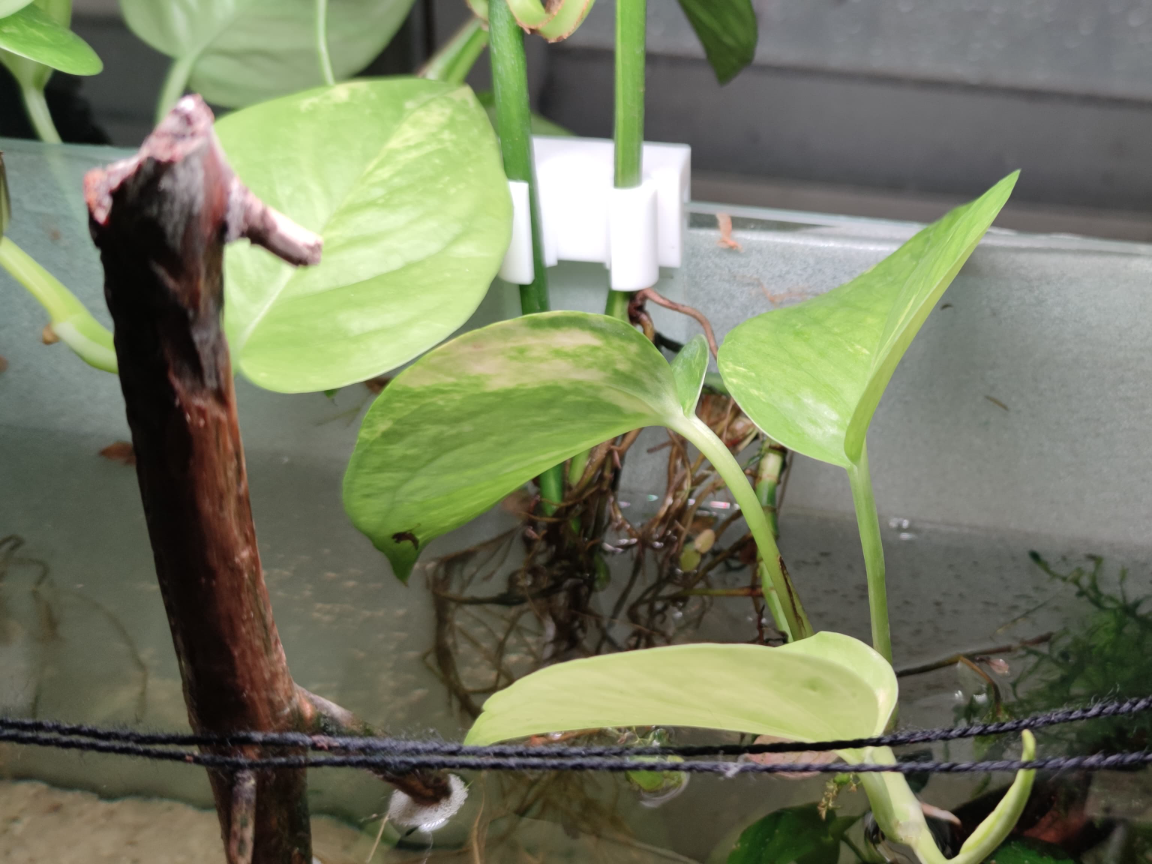 Aquarium Pothos Support
