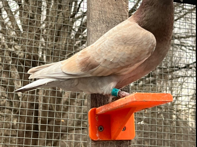 Pigeon/Small bird perch
