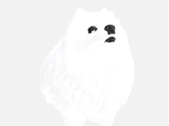 Gabe the dog