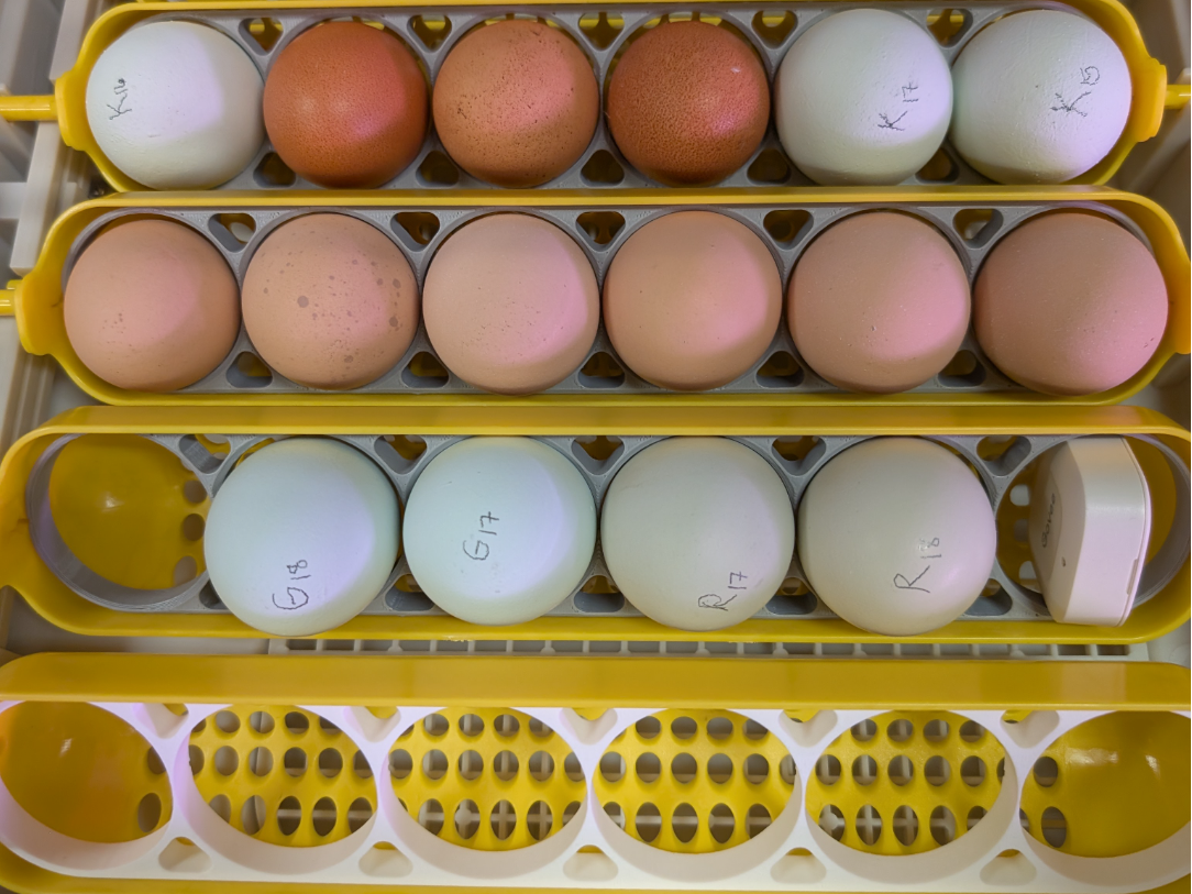 Maticoopx 30 Chicken Egg Tray