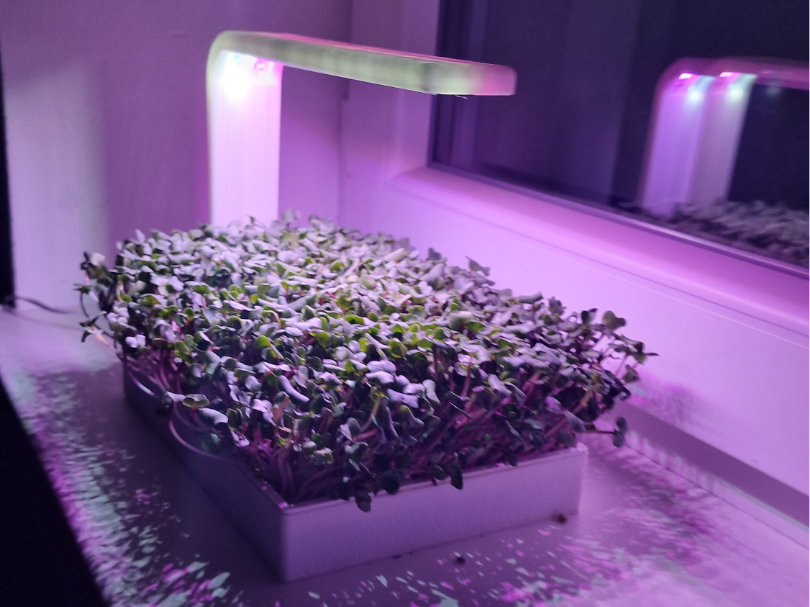 Planter with LED Lighting for Microgreens