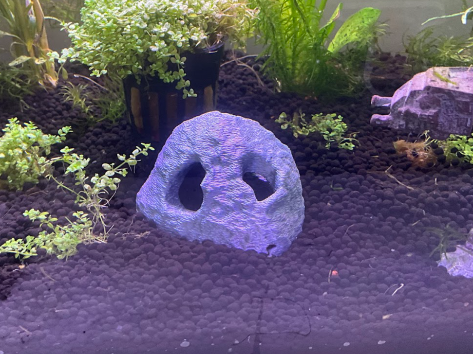 Shrimp Fry Cave Hide