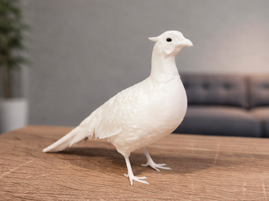 Common Pheasant - Animal - Bird
