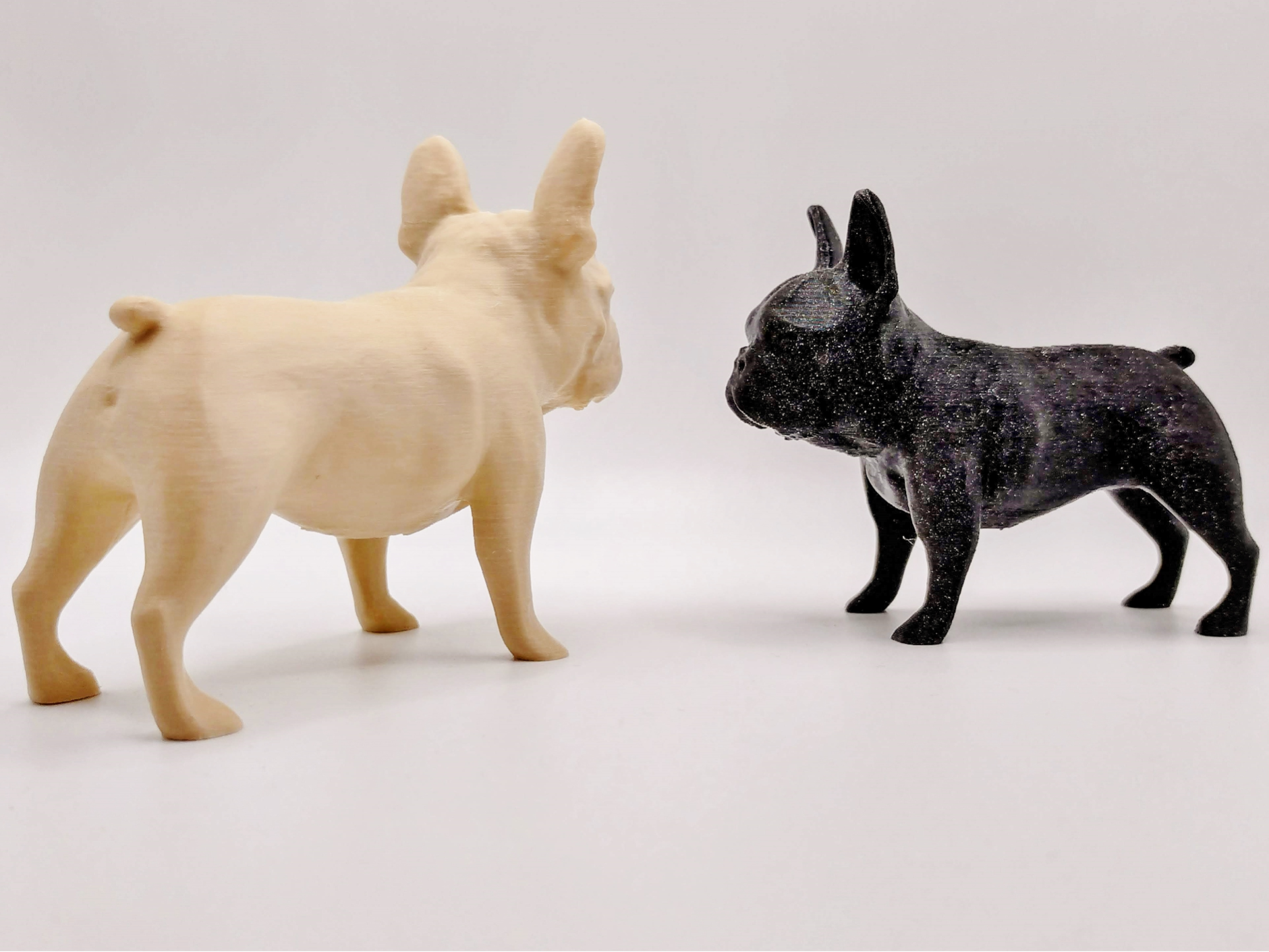 French bulldog