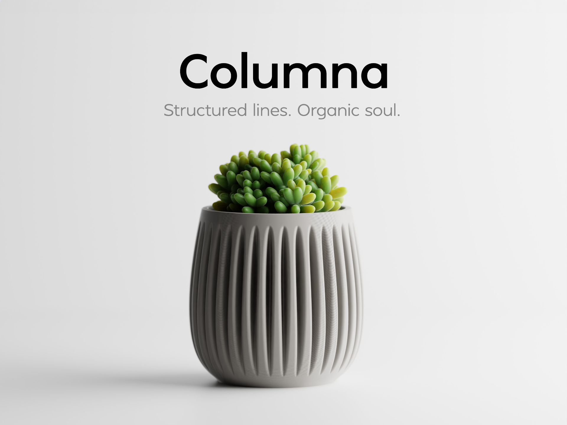 Columna – Structured lines. Organic soul.