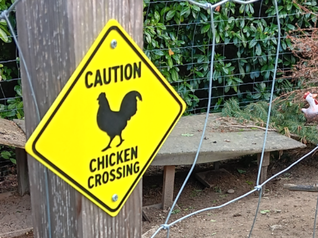 Caution Chicken Crossing Sign