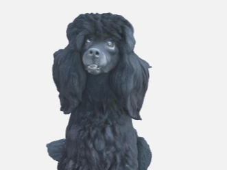 poodle V1
