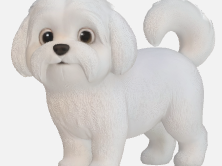 Bichon maltes