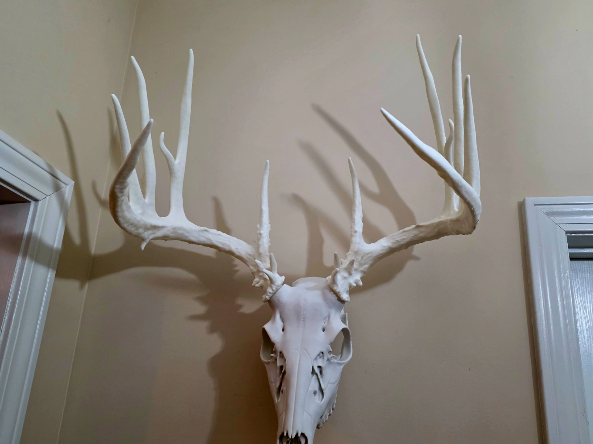 Deer Antlers Set - Shed Buck
