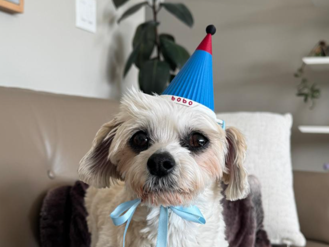 Party Hat / Birthday Hat