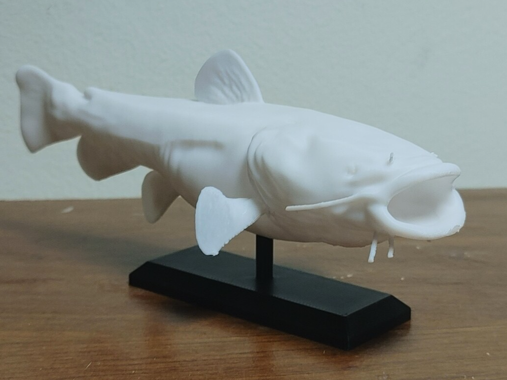 Flathead Catfish Mount