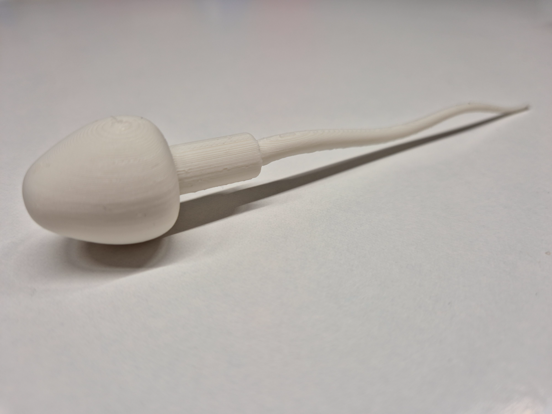 Sperm Cell Model