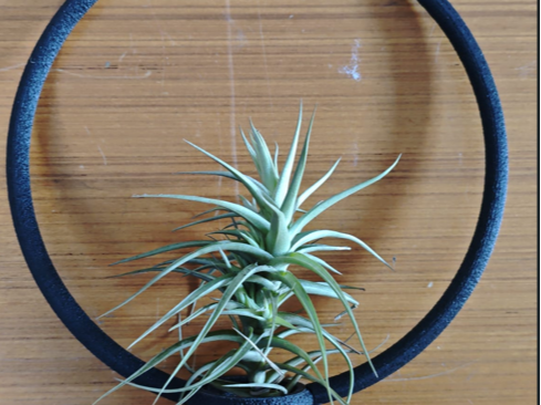 Supporto ad arco per Tillandsia diametro 230x10mm