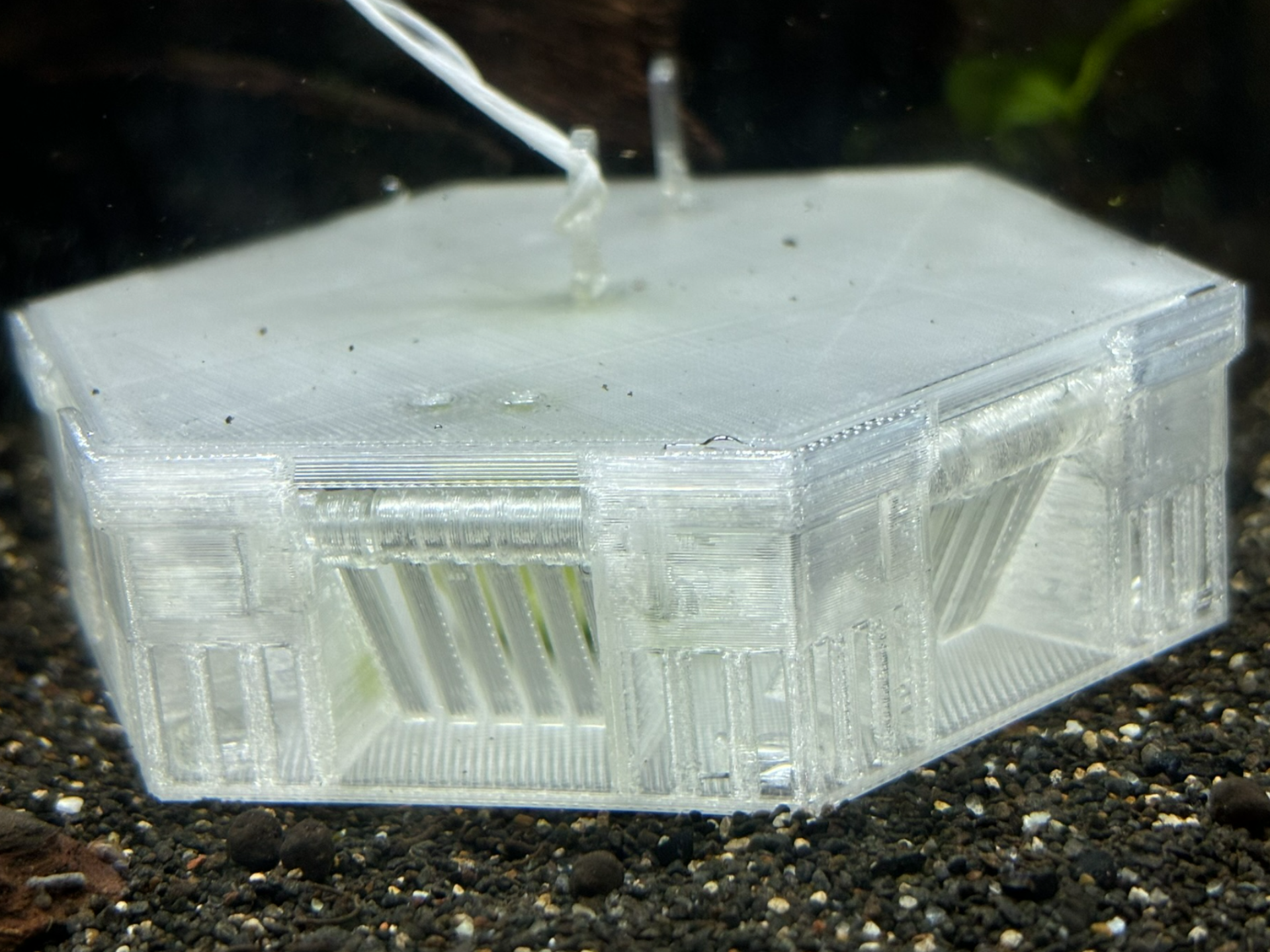 Hex design snail catcher for Aquarium