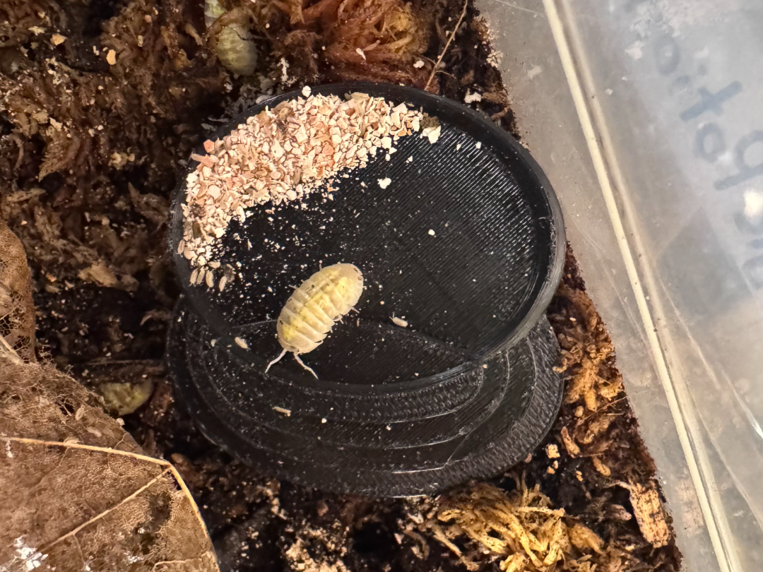 The Bug Buffet -Isopod Feeding Tray (Only 6.33g!)
