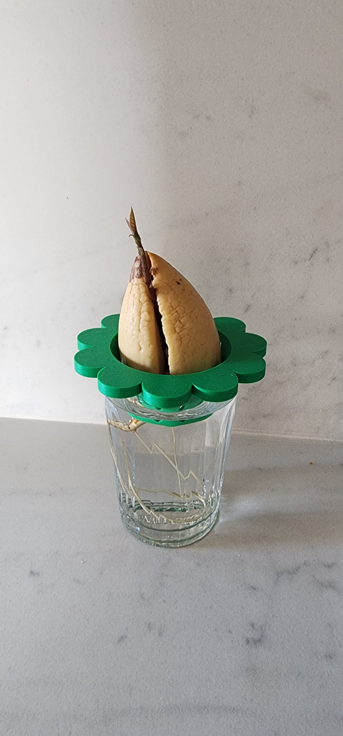 Avocado starter in glass cup