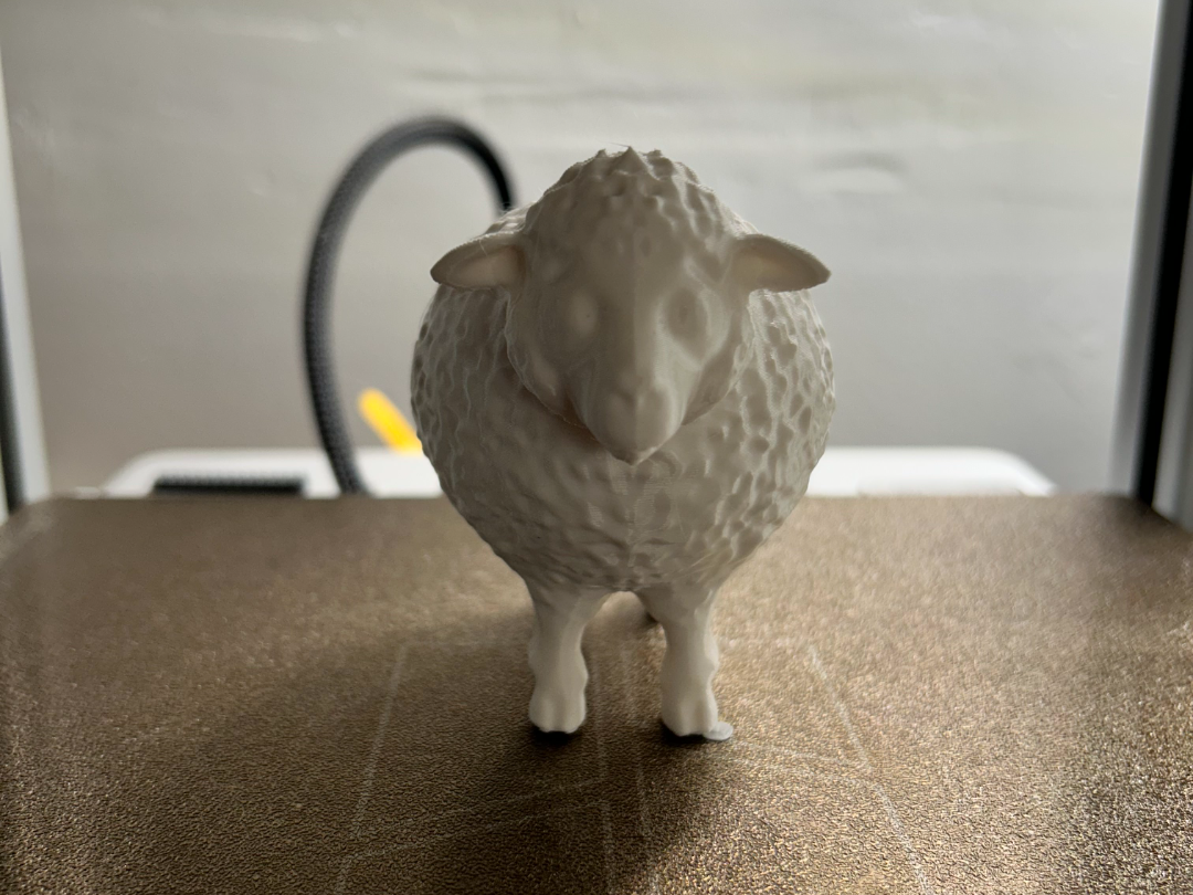 Barnyard Sheep