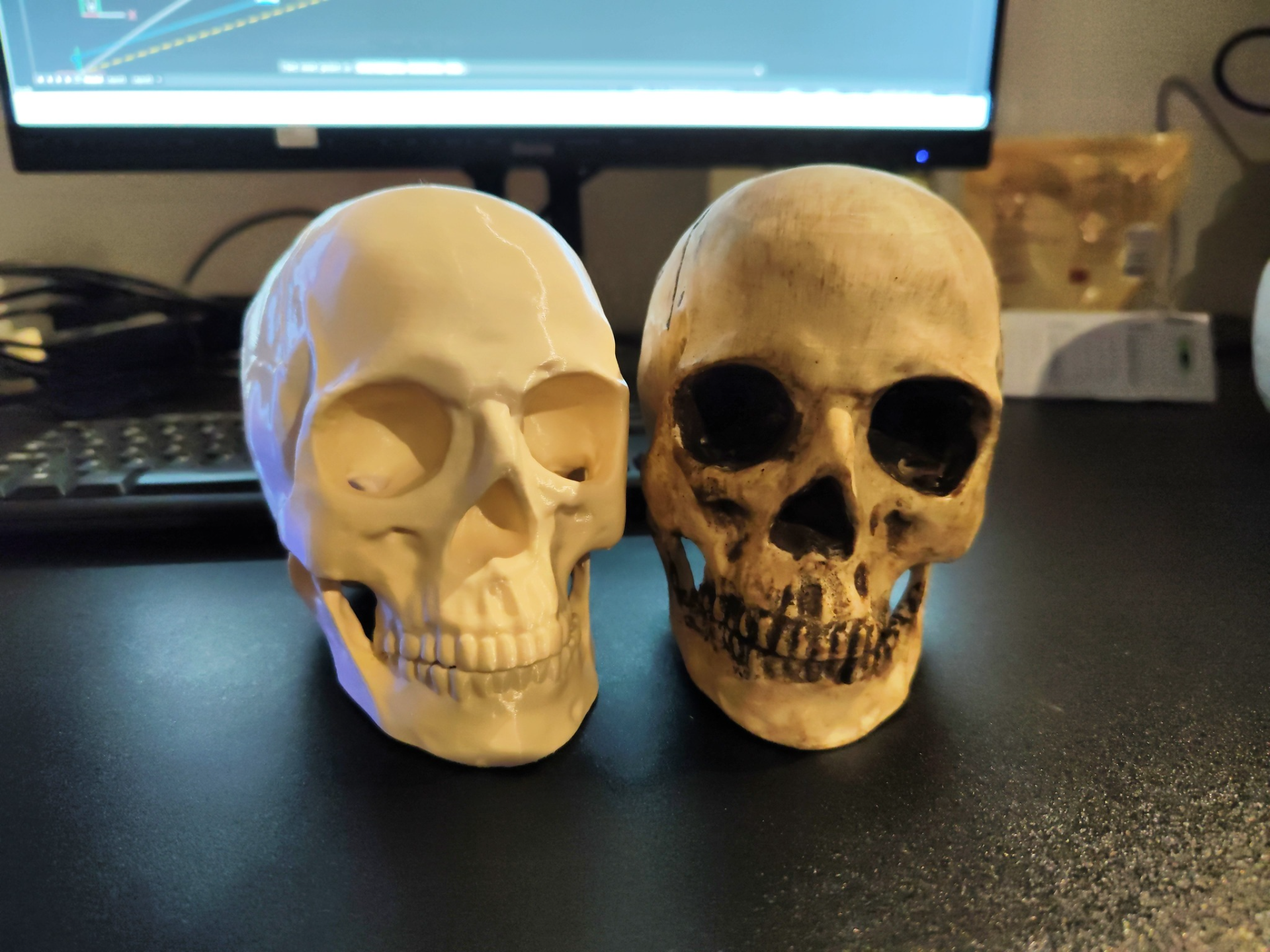 High Detailed Skull