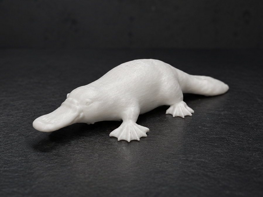 Platypus -  duck-billed platypus - Animal