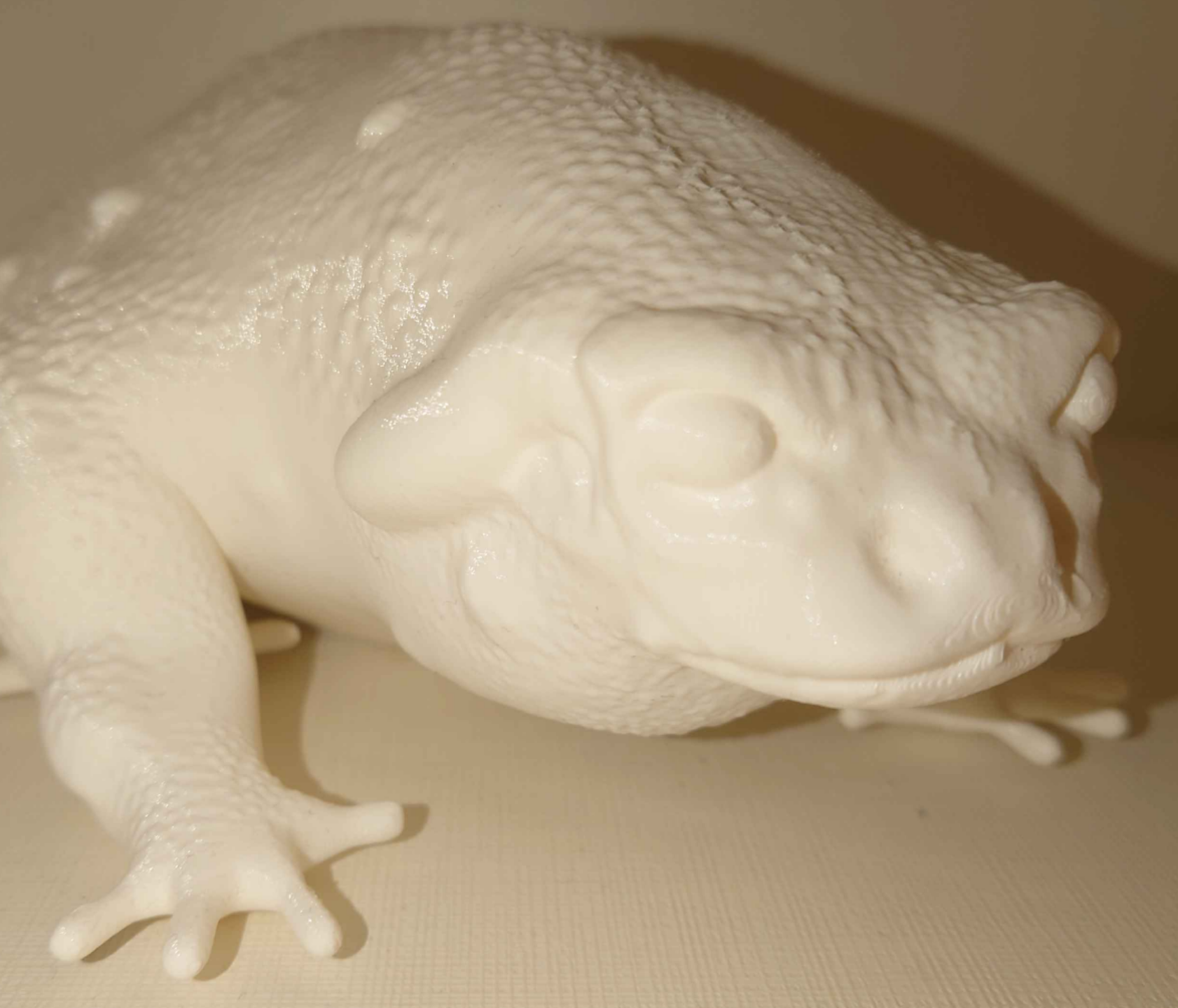 Colorado River Toad