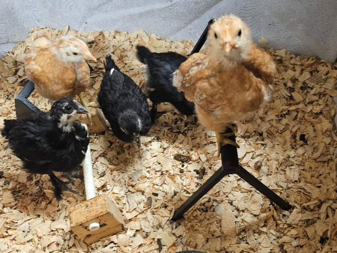Chick, hatchling, or  baby chicken roost