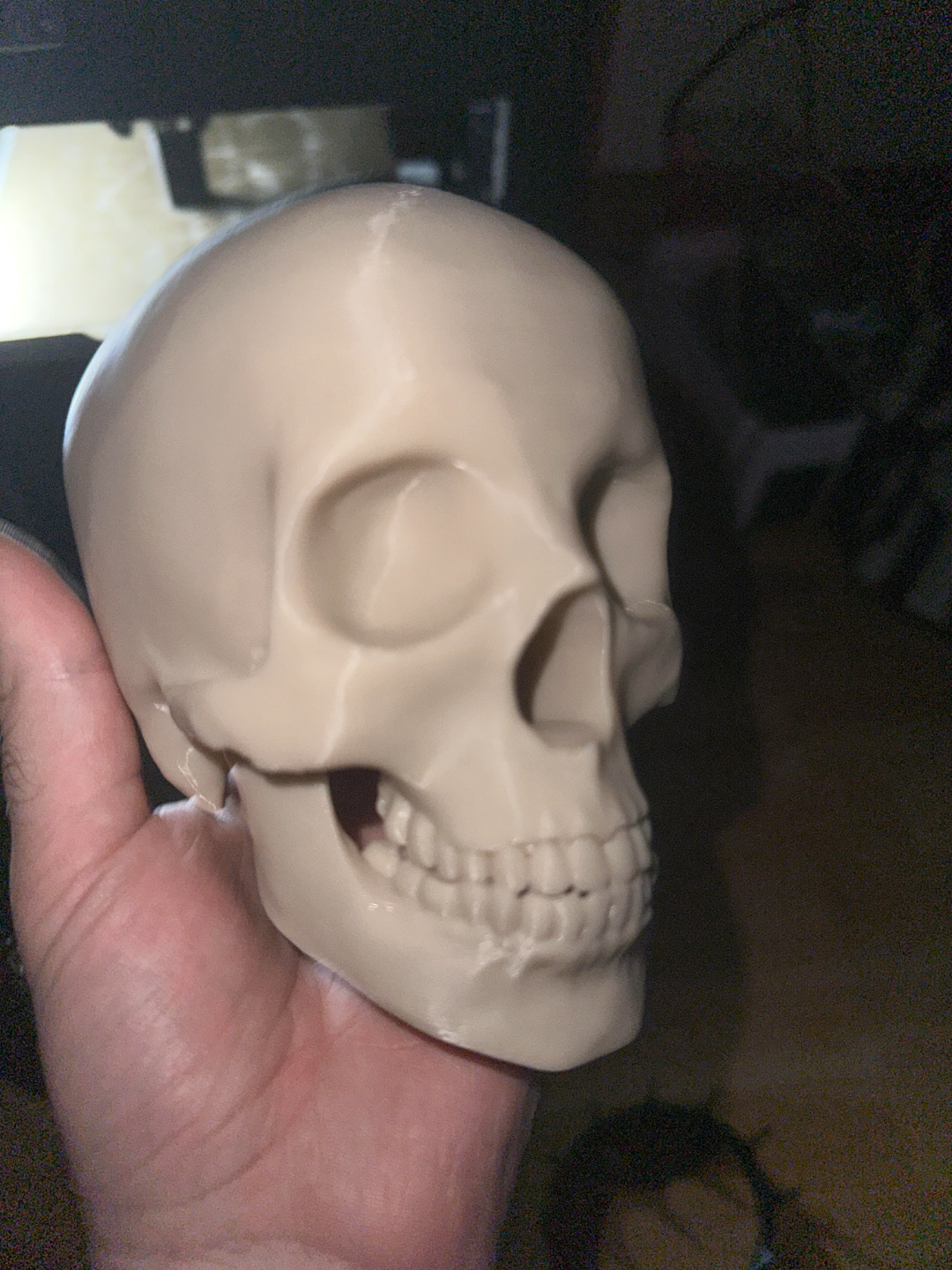 Life Size Human Skull
