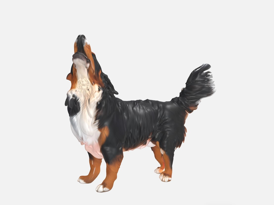 Bernersennen Hund