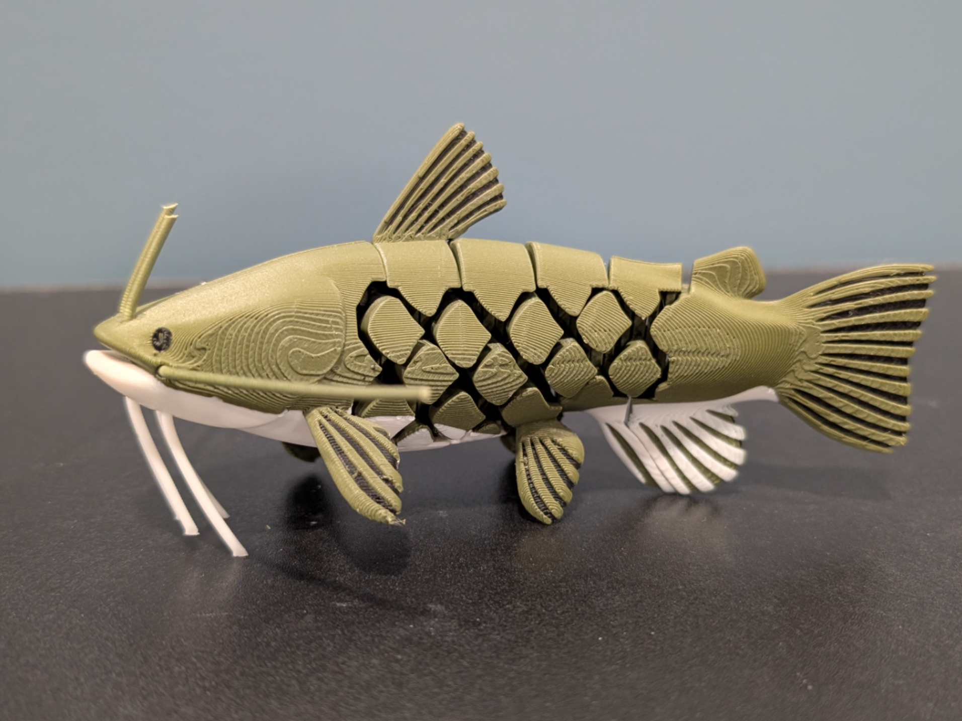 Articulated Flathead Catfish