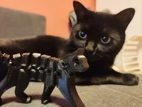FlexiCat