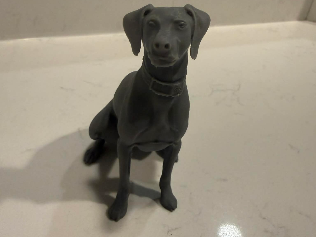 derp weimaraner