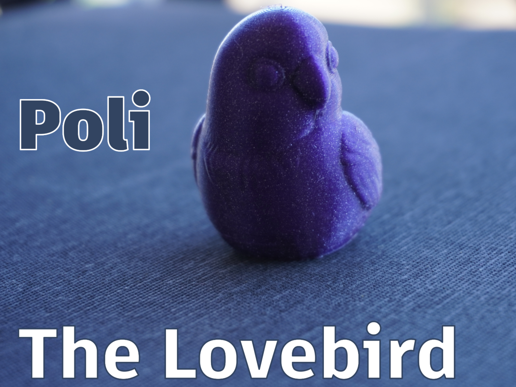 Poli, the lovebird
