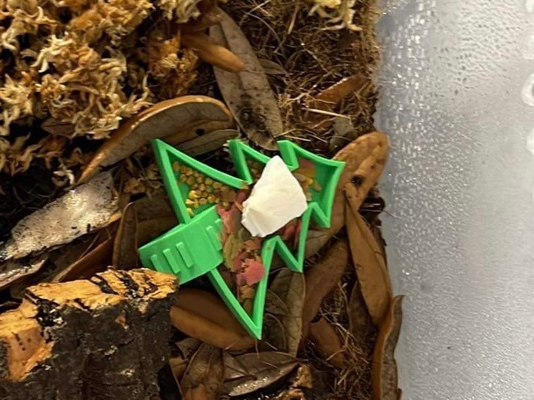 Tree Isopod Dish