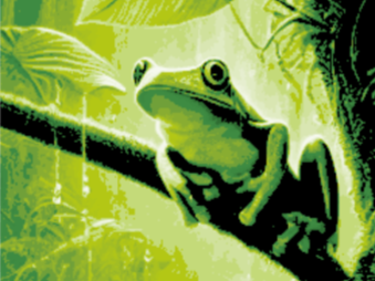 Froggy Rainforest Bookmark