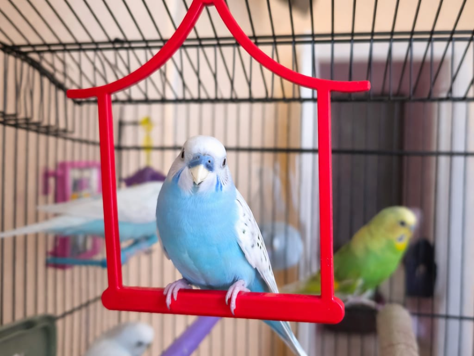 Chinese style parrot swing