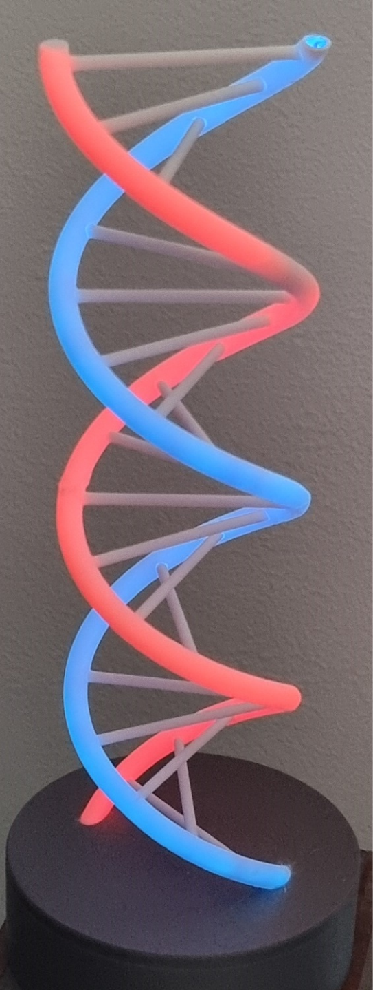 DNA model - anatomically correct and stackable