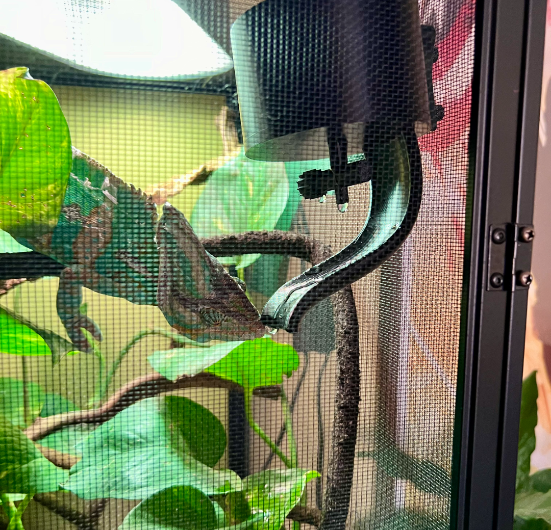 Drinking fountain for a chameleon