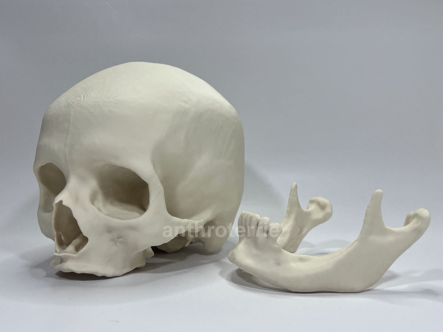 Visible Human Female Cranium and Mandible