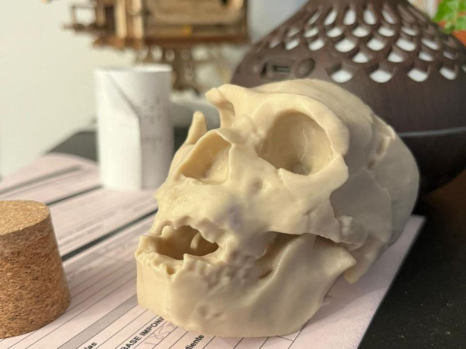 Homo Heidelbergensis skull