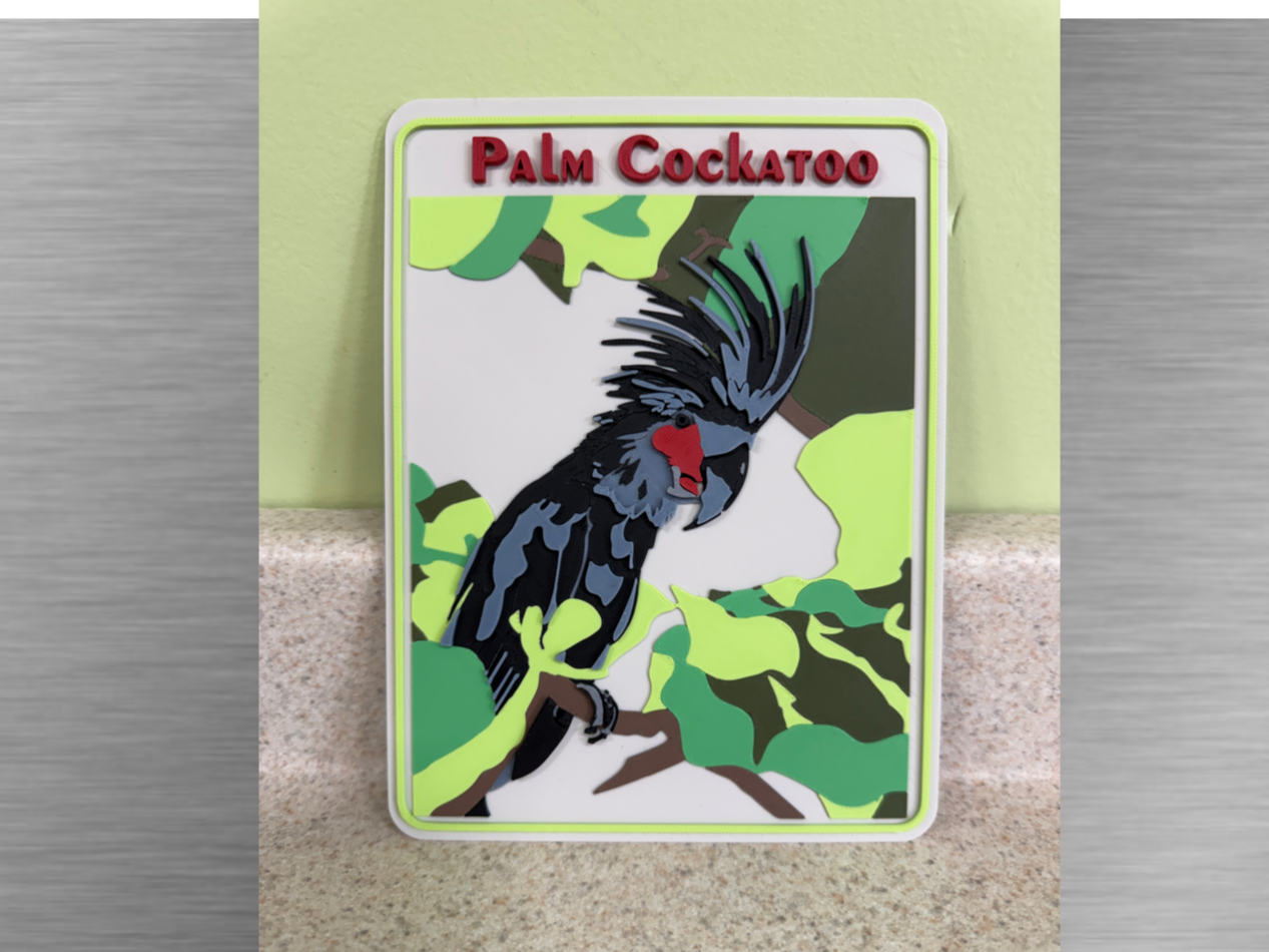 Exotic birds-Palm Cockatoo
