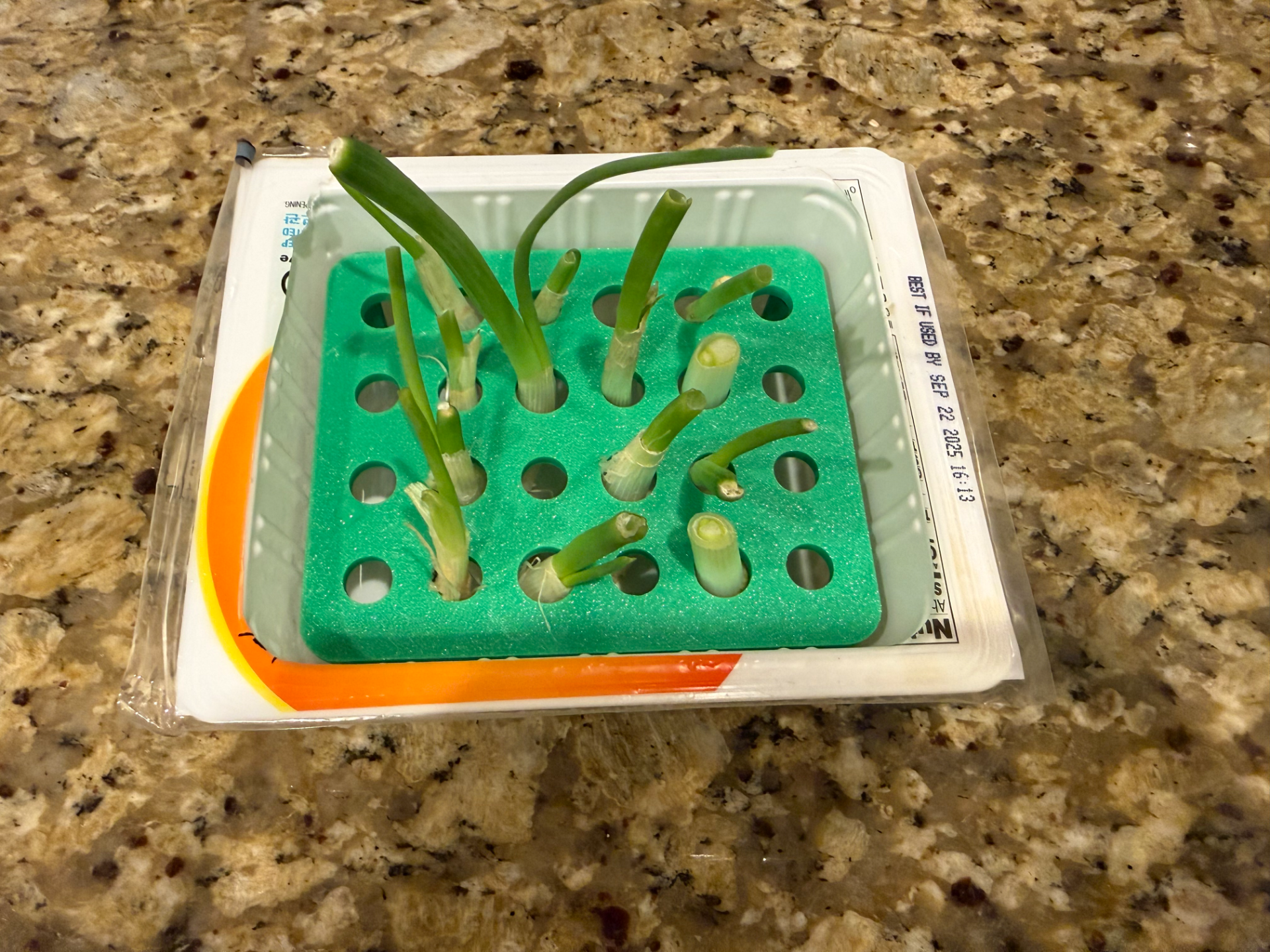 Tofu Box Green Onion Regrow Holder