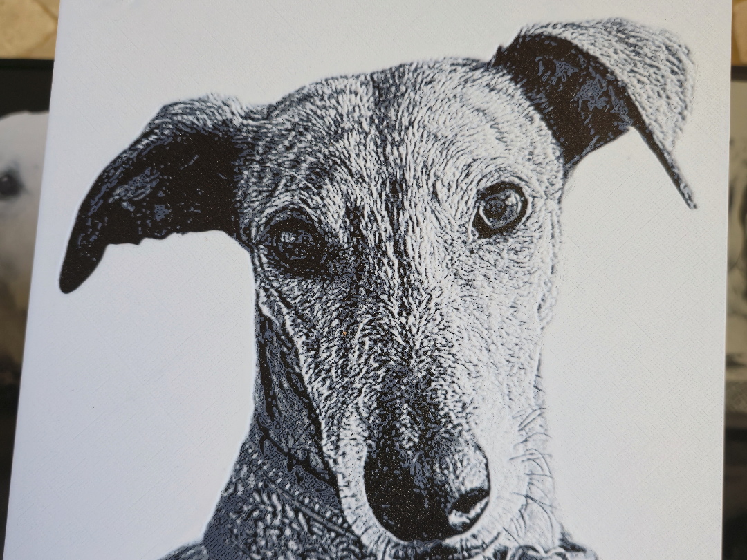 Galgo Espaniol