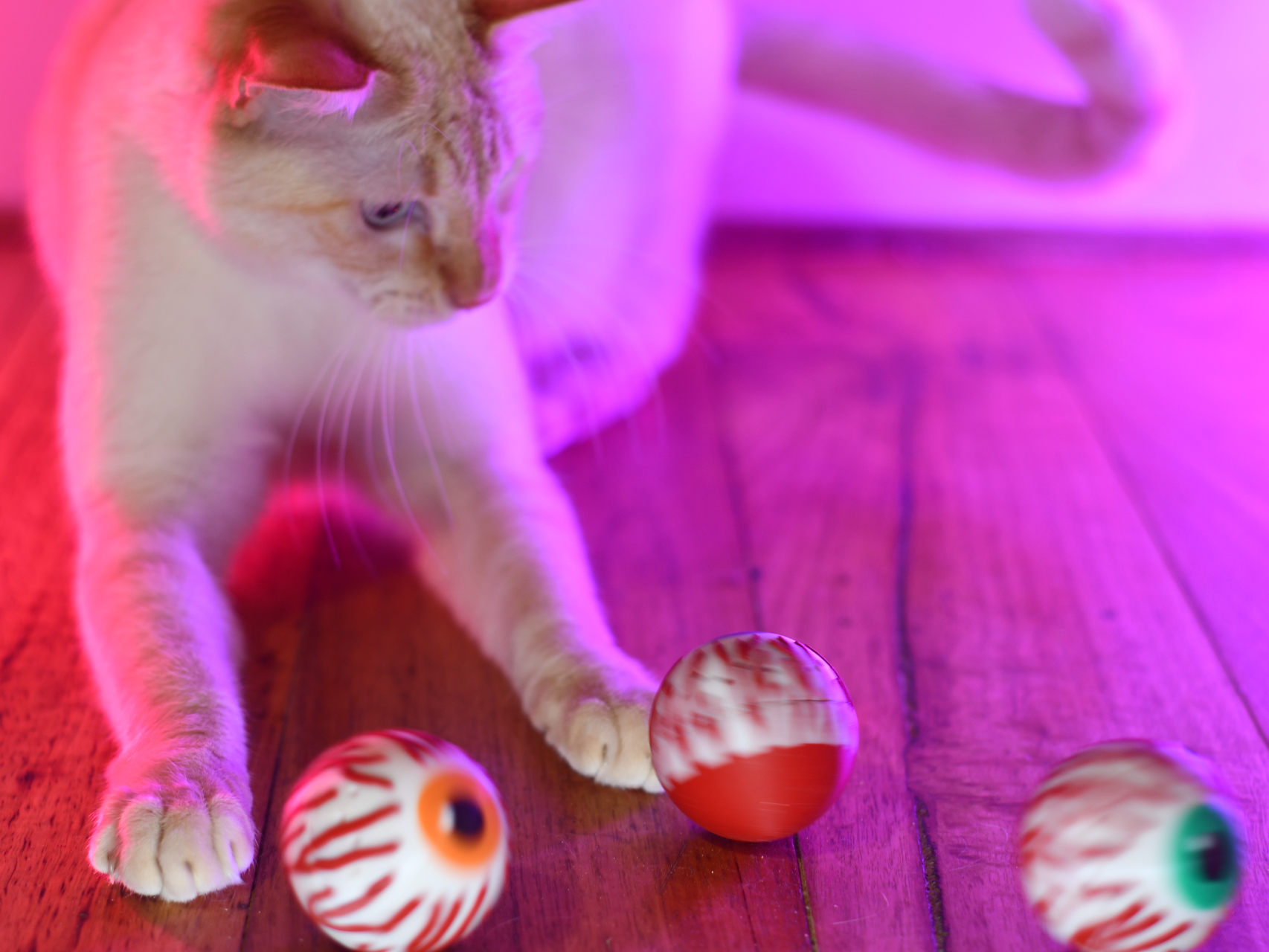 Halloween Wobble catnip toys 