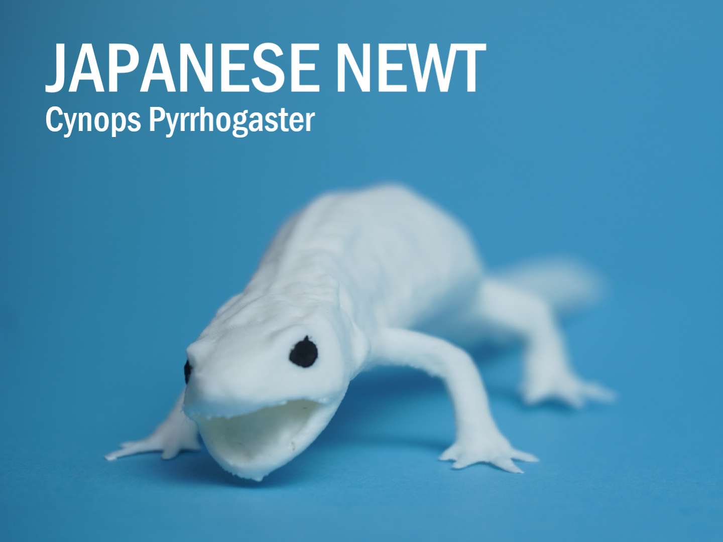 Japanese Fire Belly Newt