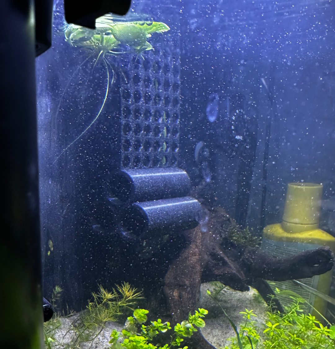 Hanging pipes, cave, shelter for fishs and shrimps