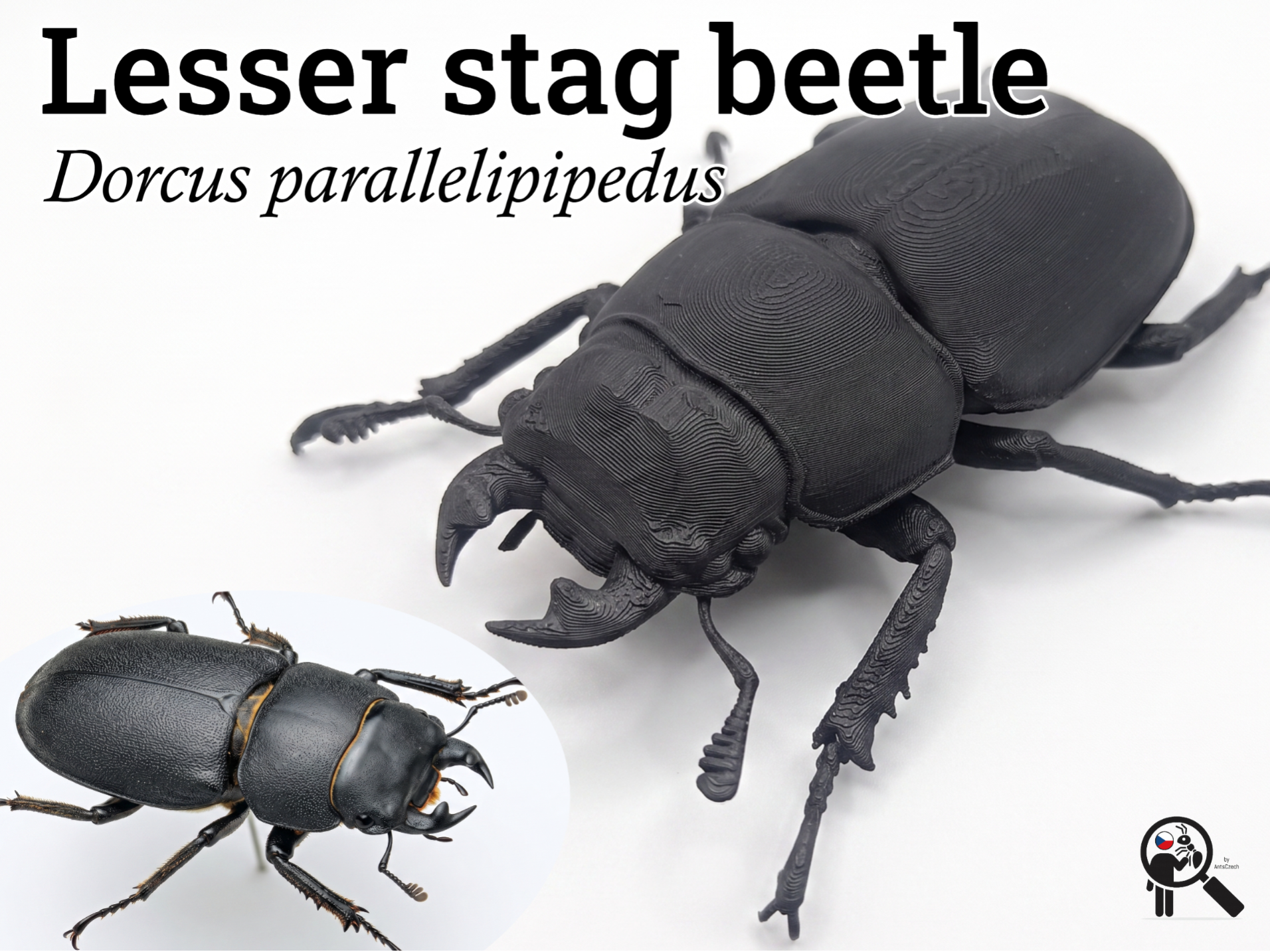 Lesser Stag Beetle