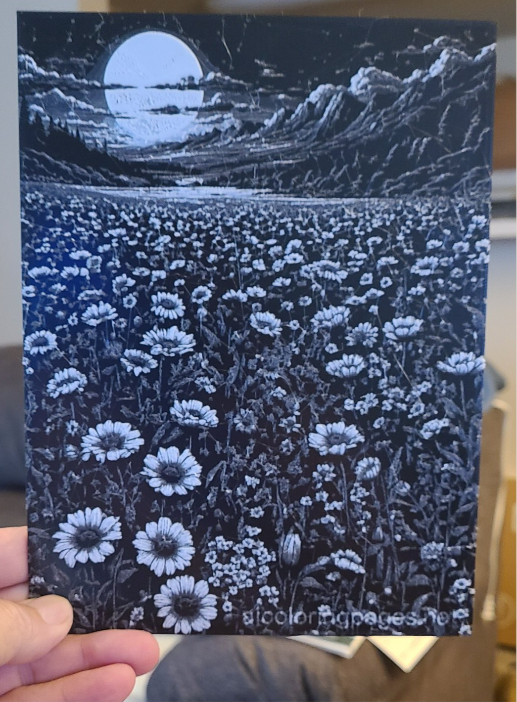 Daisies 2