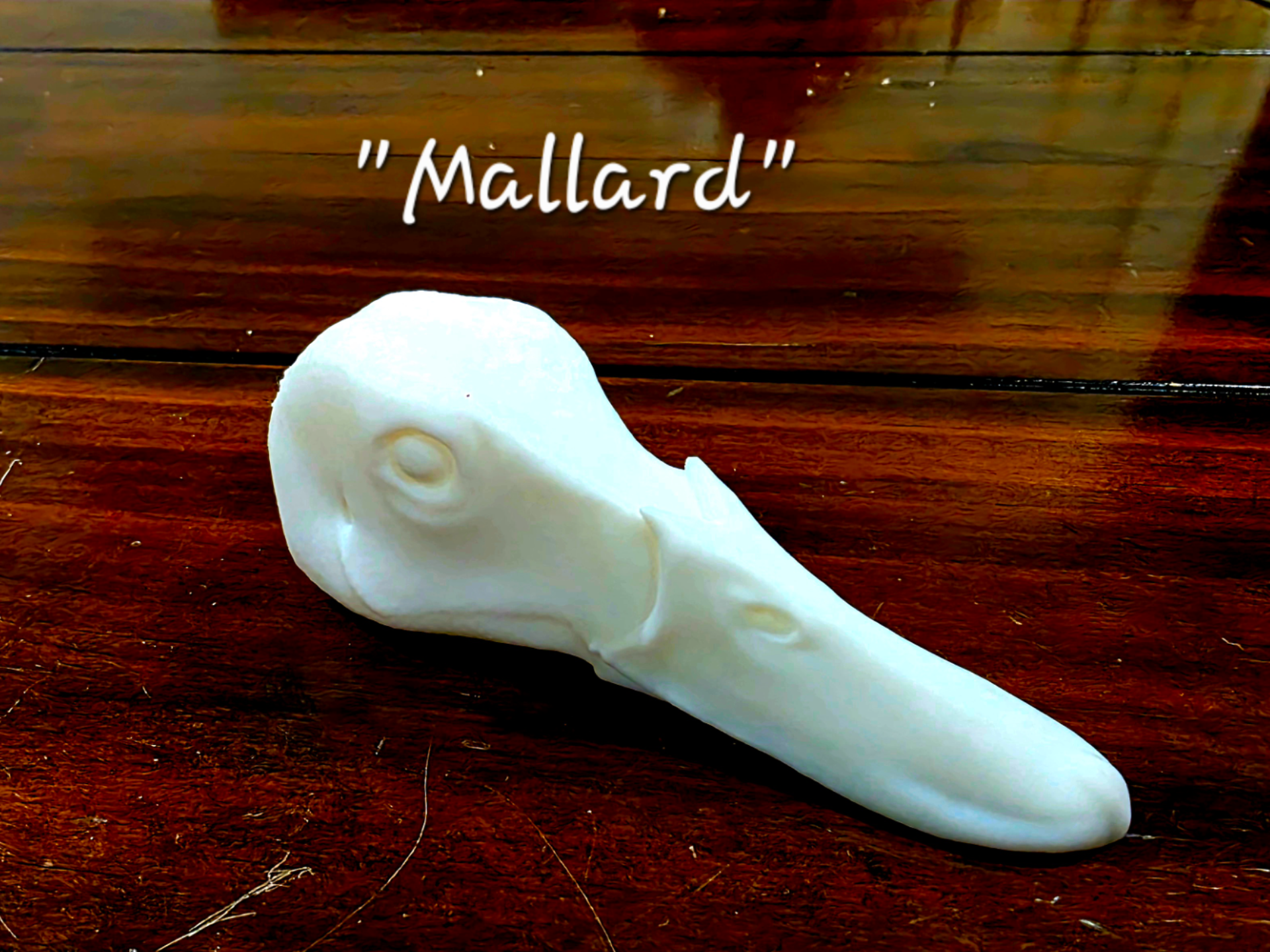 Duck Head - Mallard - Taxidermy