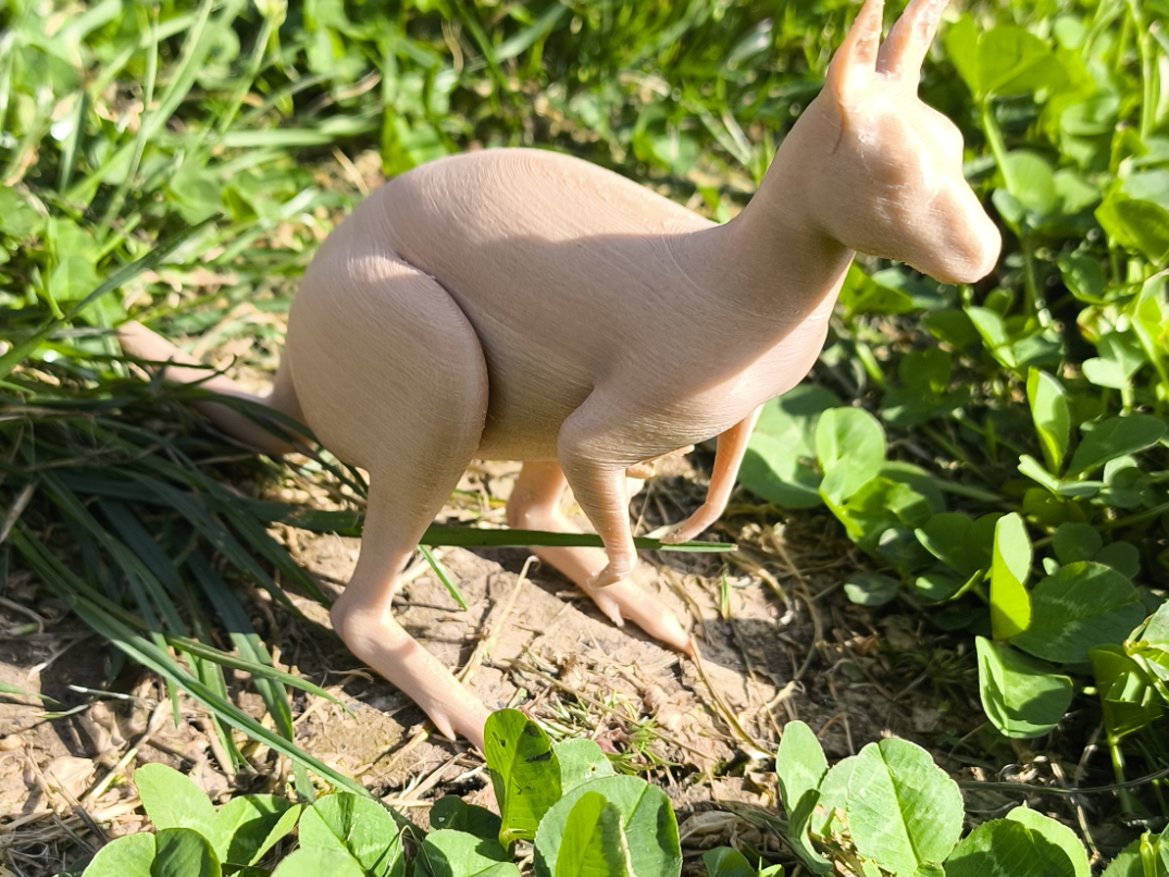 Kangaroo with kid (skippy) (AN001)