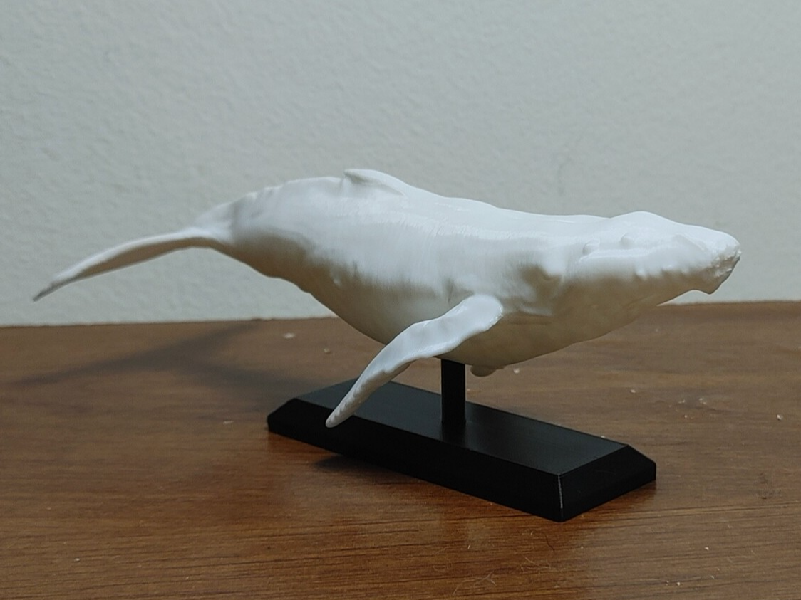 Humpback Whale Mount